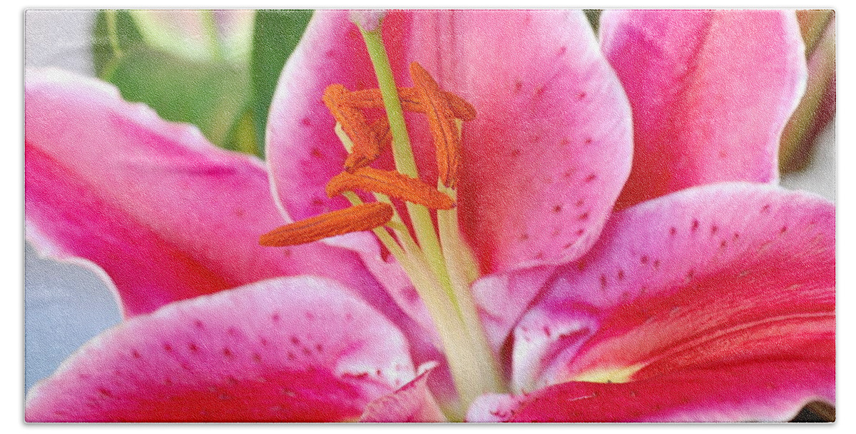 Lily Beach Towel featuring the photograph Pink Lily 3 by Amy Fose