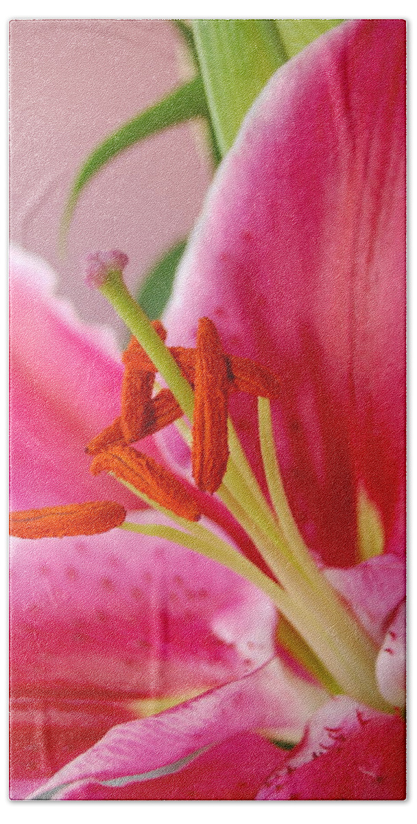 Lily Beach Towel featuring the photograph Pink Lily 6 by Amy Fose