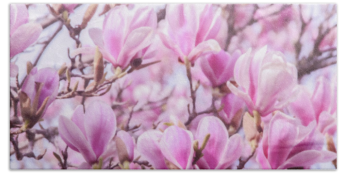 Magnolia Beach Towel featuring the photograph Pink Magnolia Blossoms by Sally Bauer
