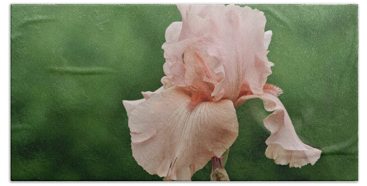 Peach Beach Towel featuring the photograph Pink Peach Iris Flower by Gaby Ethington