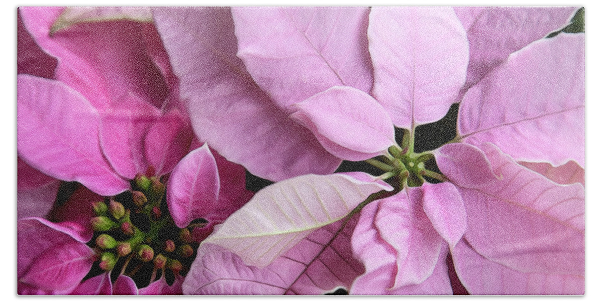 Face Mask Beach Towel featuring the photograph Pink Poinsettias Square Format by Theresa Tahara