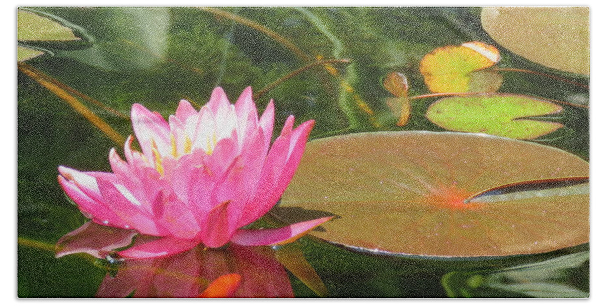 Pink Water Lily Beach Towel featuring the photograph Pink Pond Lily and Goldie by Anita Adams