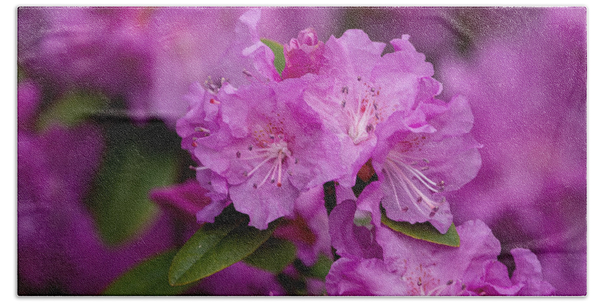 Rhododendron Beach Sheet featuring the photograph Pink Rhododendron by Linda Bonaccorsi