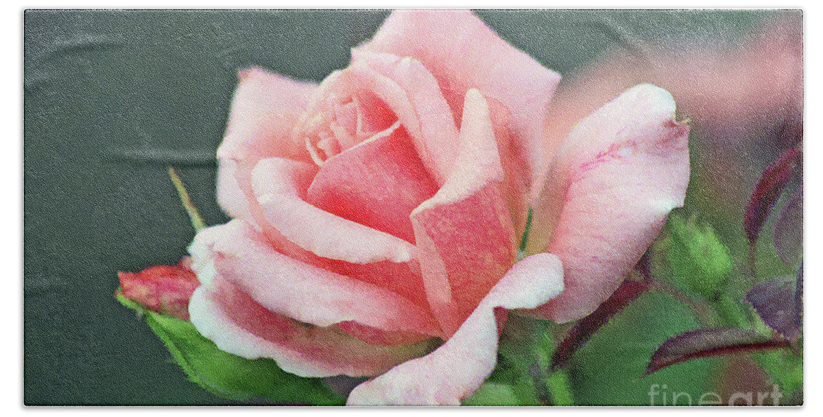 Rose; Pink; Petals; Rosebud; Flower; Close-up; Macro; Romantic; Botanical; Horizontal; Beach Towel featuring the digital art Pink Rose in Profile by Tina Uihlein