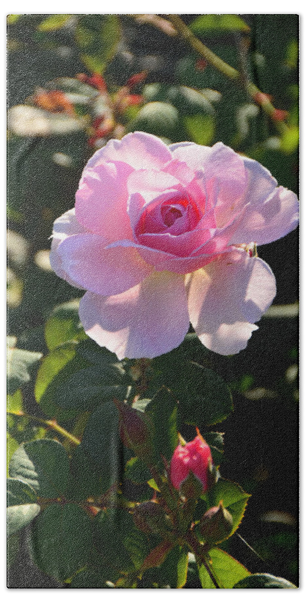 International Rose Test Garden Beach Towel featuring the photograph Pink Roses by Alex Vishnevsky