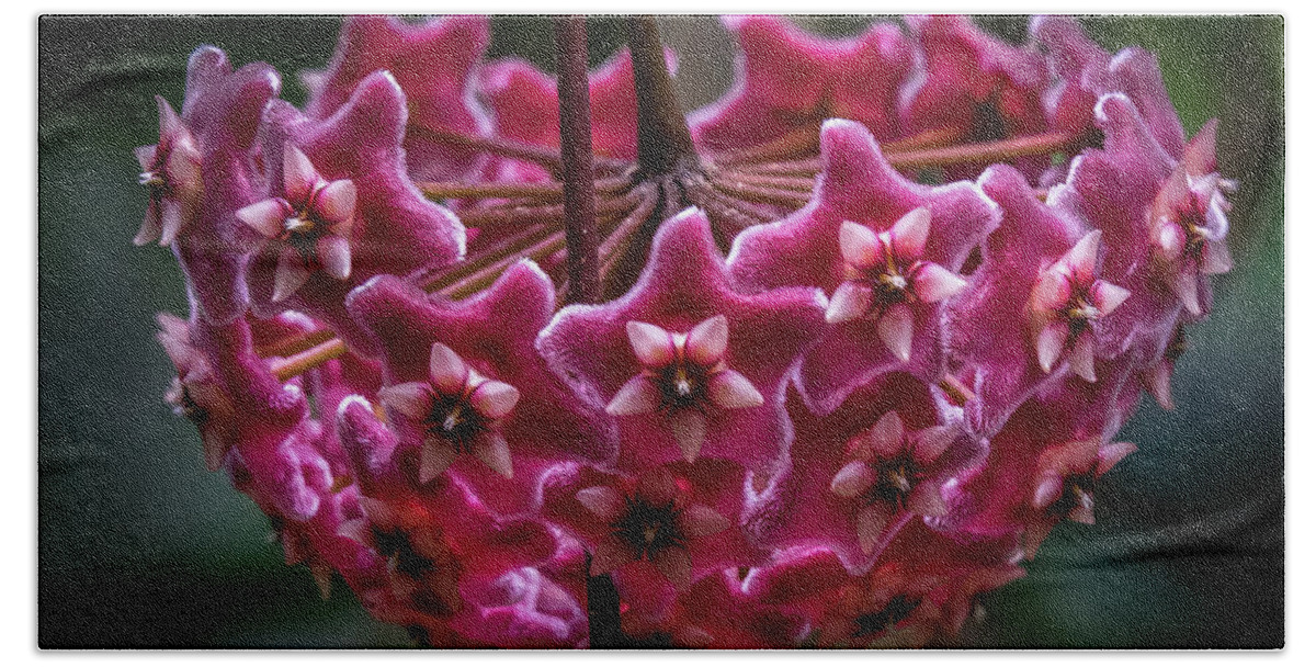 Pink Beach Towel featuring the photograph Pink Silver Porcelain Flower by Steven Sparks