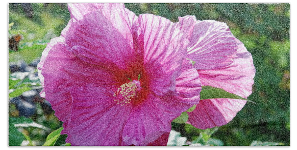Pink Hibiscus Beach Towel featuring the photograph Pink Spotlight Hibiscus by Ee Photography