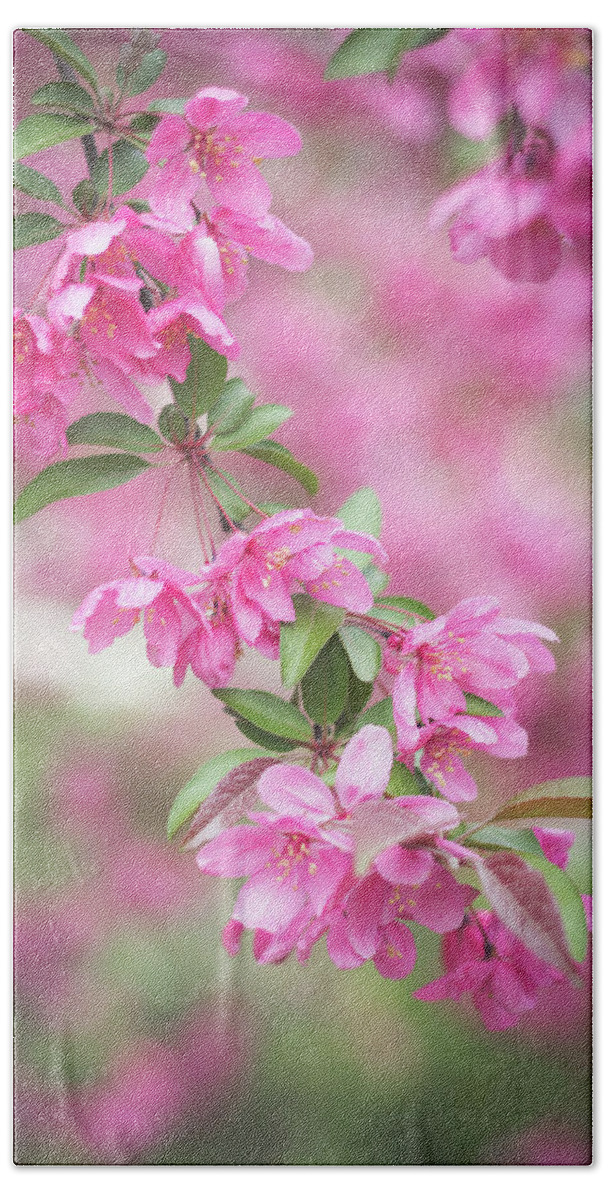 Dupage County Beach Towel featuring the photograph Pink Spring Crabapple Blossoms 3 by Joni Eskridge