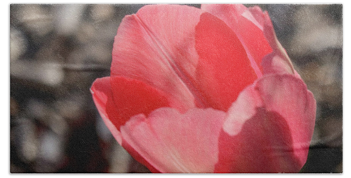 Tulip Beach Towel featuring the photograph Pink Tulip by D Lee
