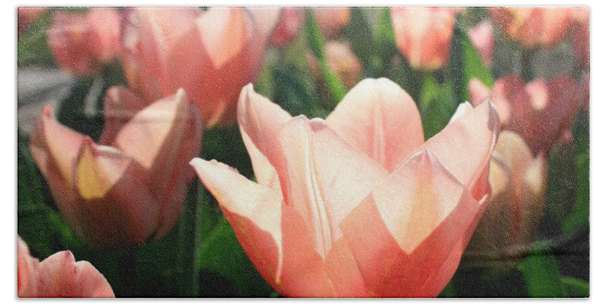 Flower Beach Towel featuring the photograph Pink Tulips by Gerry Bates