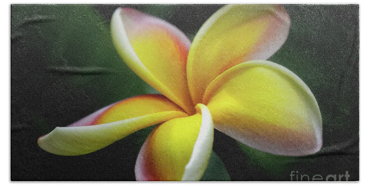 Al Andersen Beach Towel featuring the photograph Plumeria 3 by Al Andersen