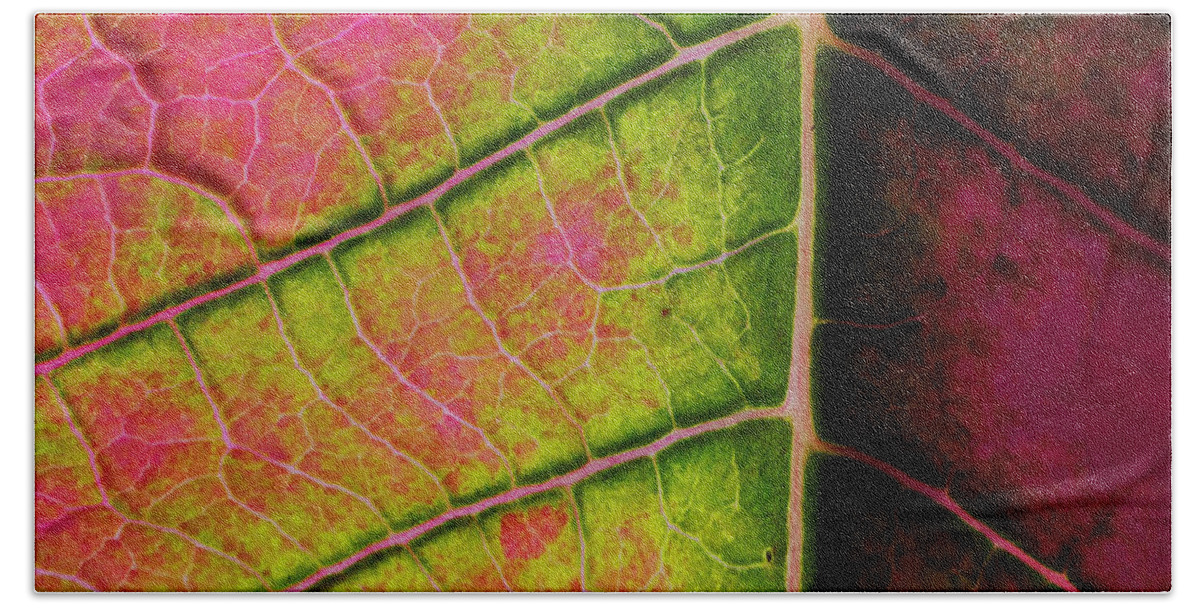 Artificial Light Beach Towel featuring the photograph Poinsettia leaf closeup by Charles Floyd