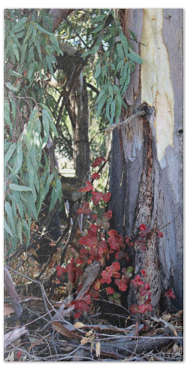 Poison Oak Beach Towel featuring the photograph Poison Oak in Fall Coloirs by Martha Sherman