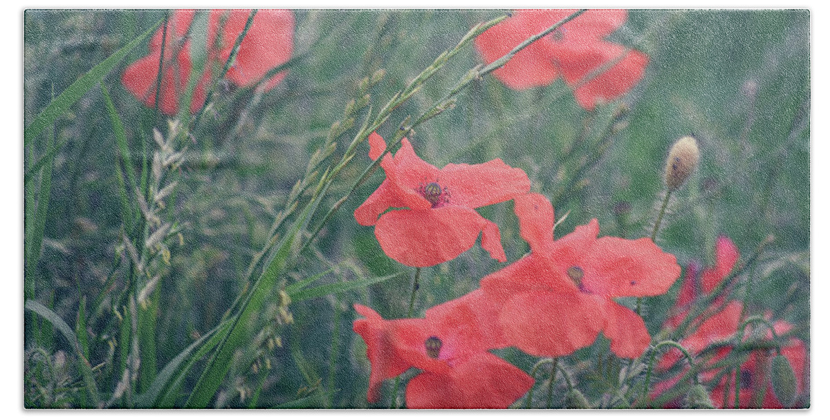 Poppies Beach Towel featuring the photograph Poppies in a field by Andrew Lalchan