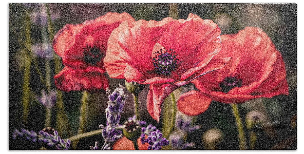 Poppy Beach Towel featuring the photograph Poppies in a Garden by Maggie Terlecki