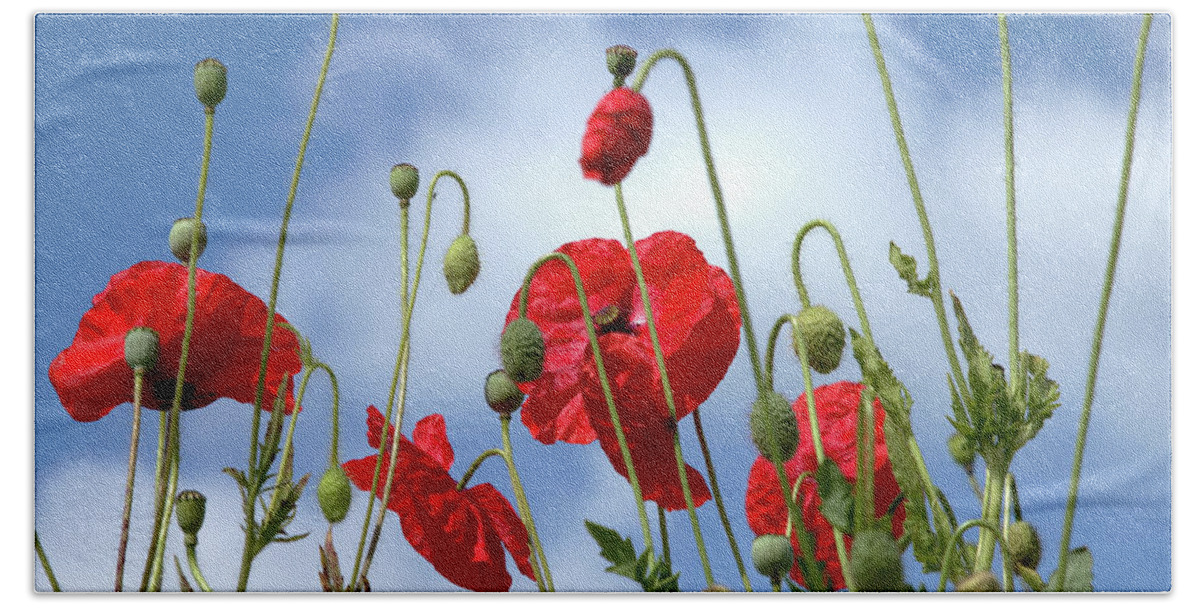 Poppies Beach Towel featuring the photograph Poppy Art by Baggieoldboy