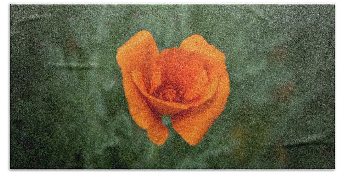 Poppy Beach Towel featuring the photograph Poppy Flower by Loyd Towe Photography