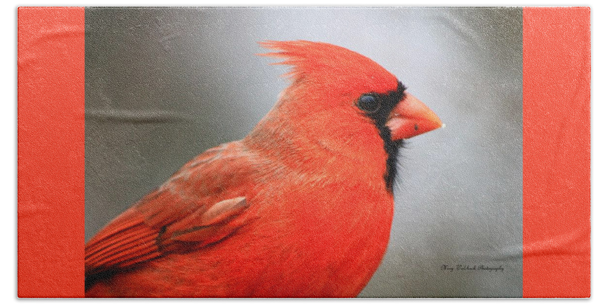 Birds Wildlife Nature Beach Towel featuring the photograph Portrait of a Cardinal by Mary Walchuck