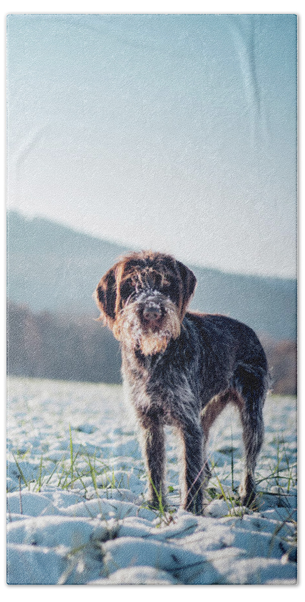Baby Blue Beach Towel featuring the photograph Rough-coated Bohemian Pointer by Vaclav Sonnek