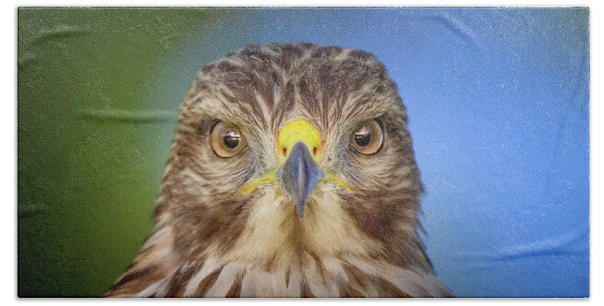 Red Shouldered Hawk Beach Towel featuring the photograph Portrait of a Raptor by Mark Andrew Thomas