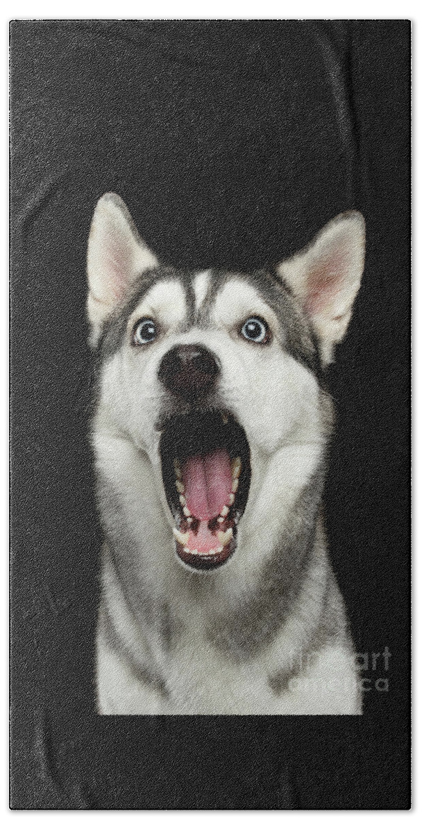 Dog Beach Towel featuring the photograph Portrait of Amazement Siberian Husky by Sergey Taran