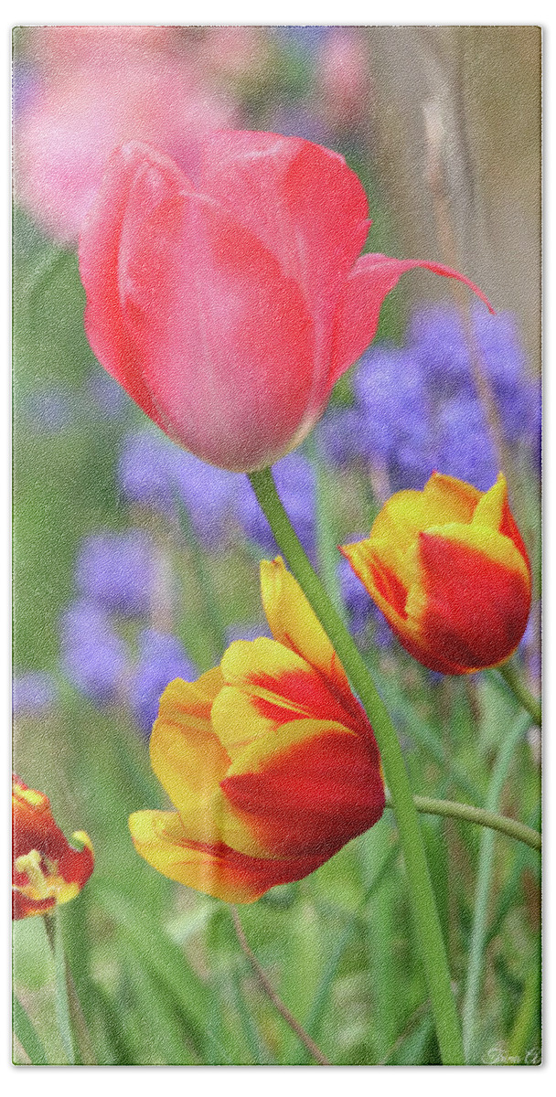Flowers Beach Towel featuring the photograph Portrait of Lovely Tulips by Trina Ansel