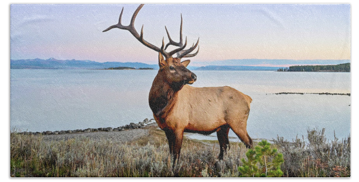 Nature Beach Towel featuring the photograph Posing Elk by Ed Stokes
