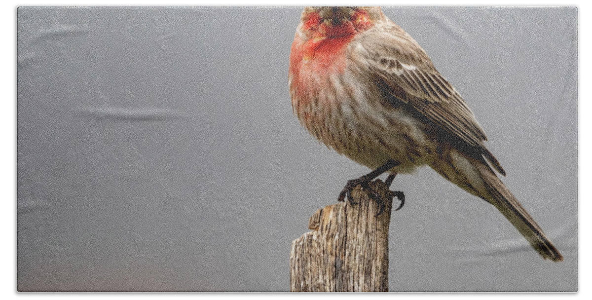 Bird Beach Towel featuring the photograph Posing Finch by Cathy Kovarik