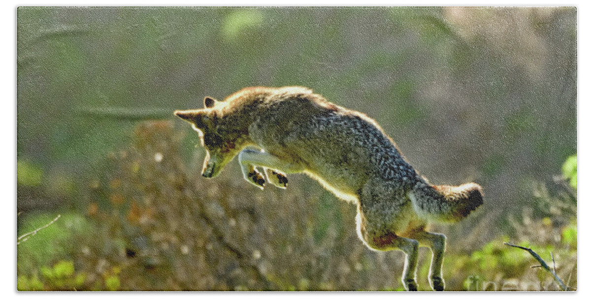 Coyote Beach Towel featuring the photograph Pouncing Coyote by Amazing Action Photo Video