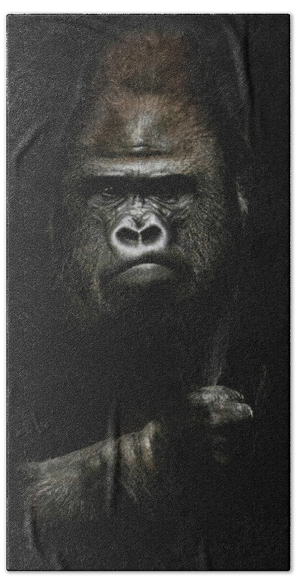 https://render.fineartamerica.com/images/rendered/default/flat/beach-towel/images/artworkimages/medium/3/power-and-strength-portrait-of-a-powerful-dominant-male-gorilla-michael-semenov.jpg?&targetx=-79&targety=0&imagewidth=634&imageheight=952&modelwidth=476&modelheight=952&backgroundcolor=525149&orientation=0&producttype=beachtowel-32-64