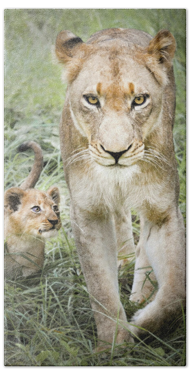 Lioness Beach Towel featuring the photograph Powerful by Rebecca Herranen