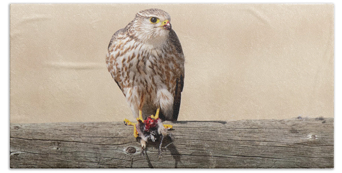 Bird Beach Towel featuring the photograph Prairie Falcon with Prey by Dennis Hammer