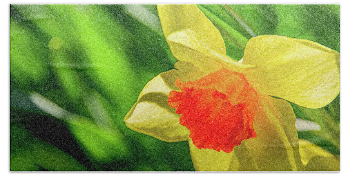 Daffodils Beach Towel featuring the photograph Precocious Daffodil by Marcy Wielfaert