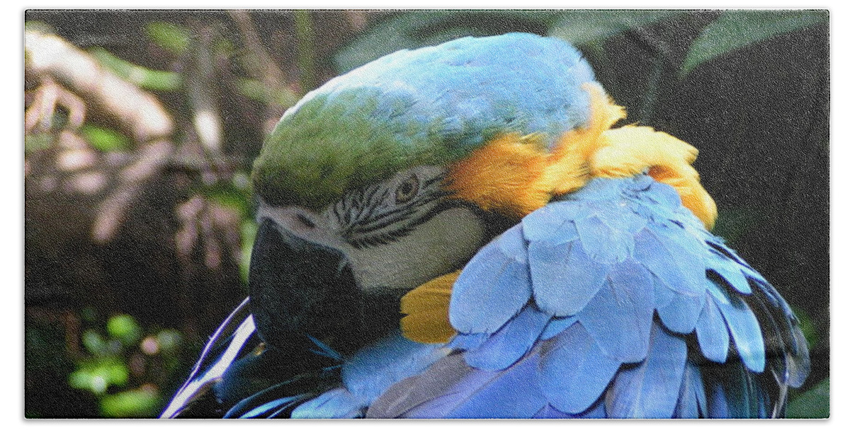  Beach Towel featuring the photograph Preening Macaw by Heather E Harman