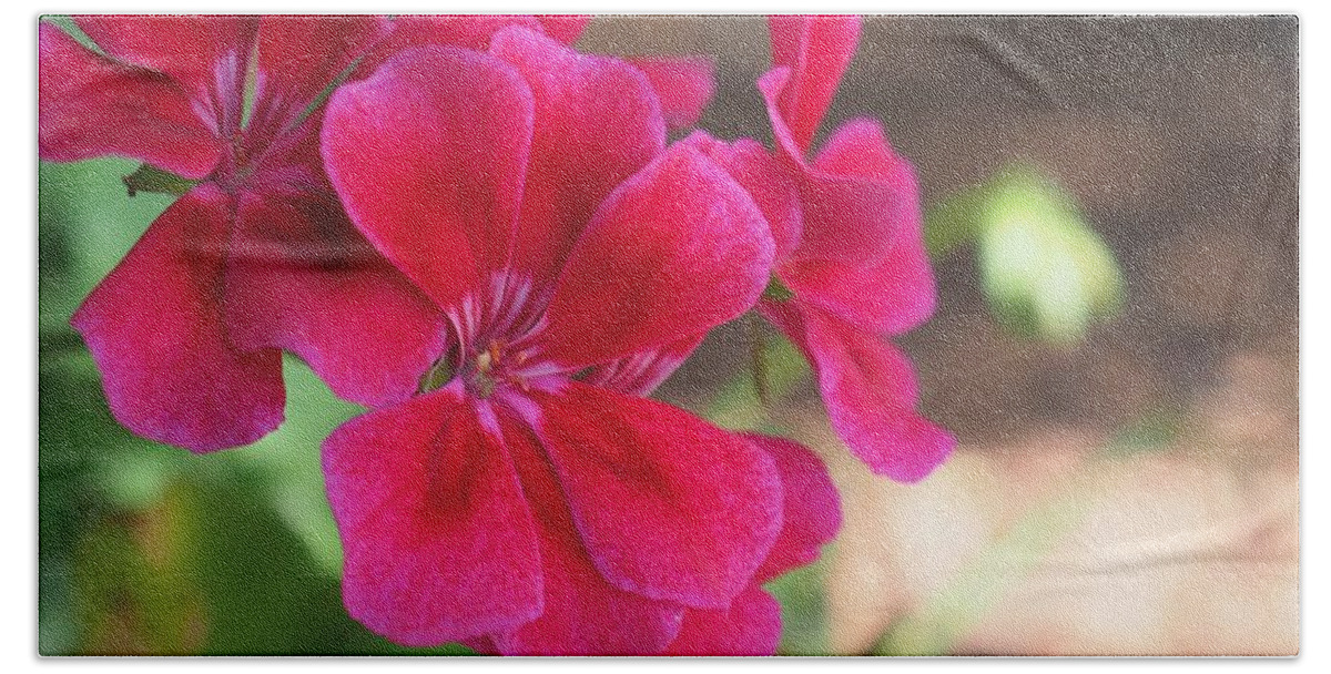 Red Beach Towel featuring the photograph Pretty Flower 5 by C Winslow Shafer