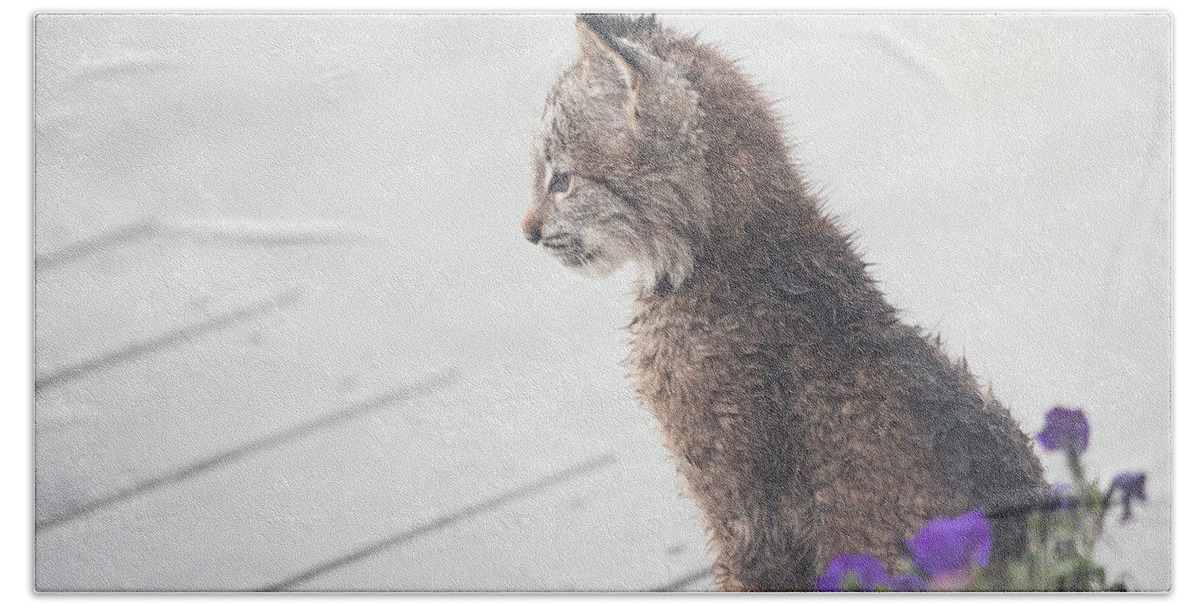 Lynx Beach Towel featuring the photograph Profile In Kitten by Tim Newton