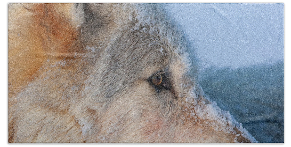Wolf Beach Towel featuring the photograph Profile of the White Wolf by Mark Miller