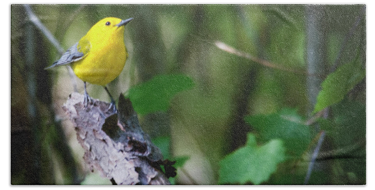 Warbler Beach Towel featuring the photograph Prothonotary Warbler 3 by Bob Decker