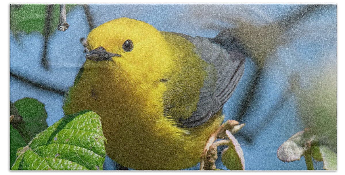 Nature Beach Towel featuring the photograph Prothonotary Warbler DSB0373 by Gerry Gantt