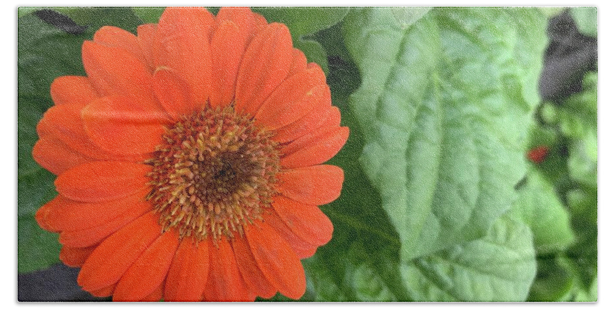 Flowers Beach Towel featuring the photograph Proud Orange Flower by Catherine Wilson