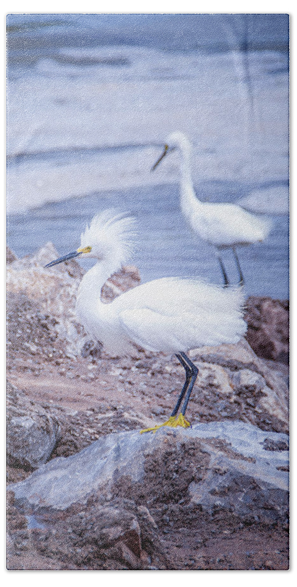 Avian Beach Towel featuring the photograph Proud Snowy Egret by Debra Martz