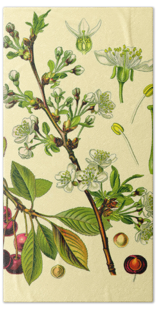 Otto Wilhelm Thome Beach Towel featuring the drawing Prunus cerasus by Otto Wilhelm Thome