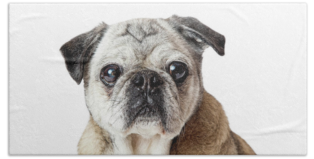 Pug Beach Towel featuring the photograph Pug Dog Close up Looking Forward by Good Focused