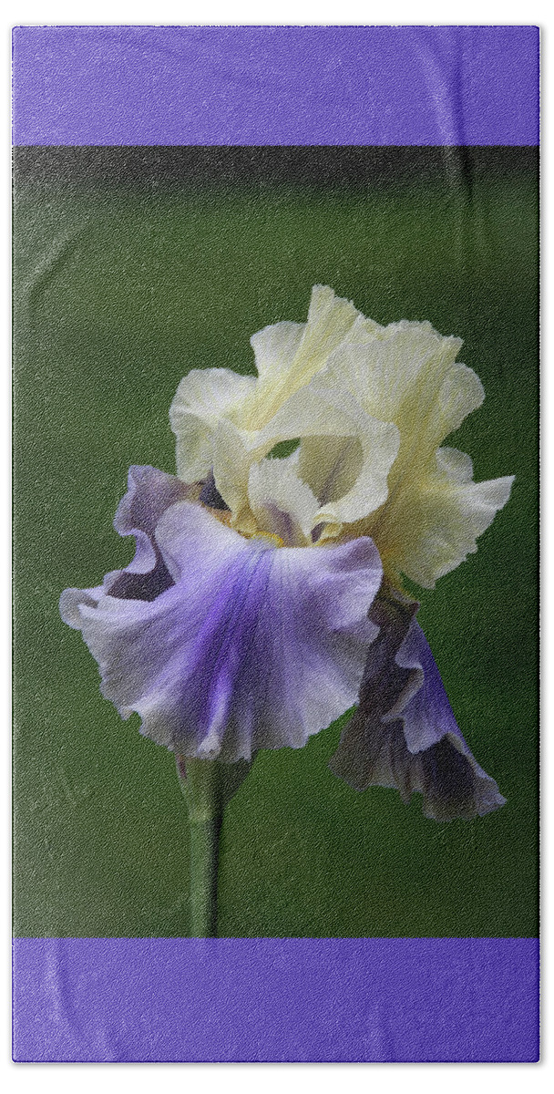 Bearded Beach Sheet featuring the photograph Purple Cream Bearded Iris by Patti Deters