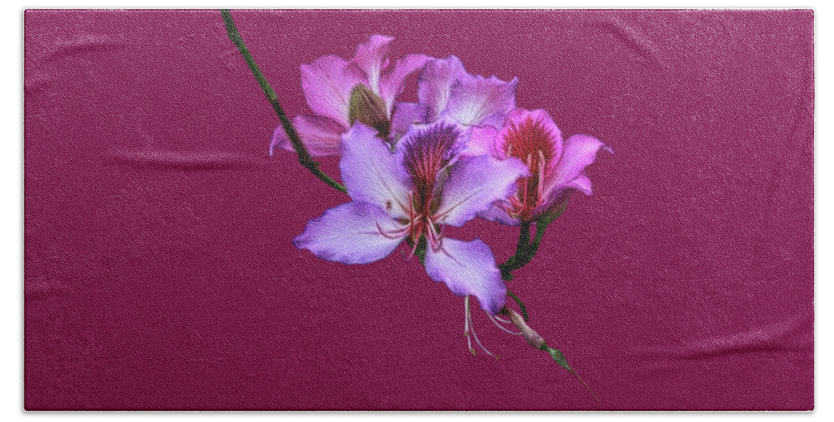 Orchid Beach Towel featuring the photograph Purple Orchids by Shane Bechler