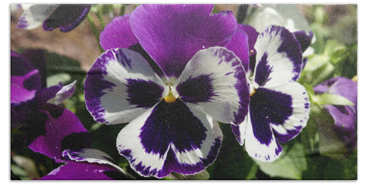 Beach Towel featuring the photograph Purple Pansy by Heather E Harman