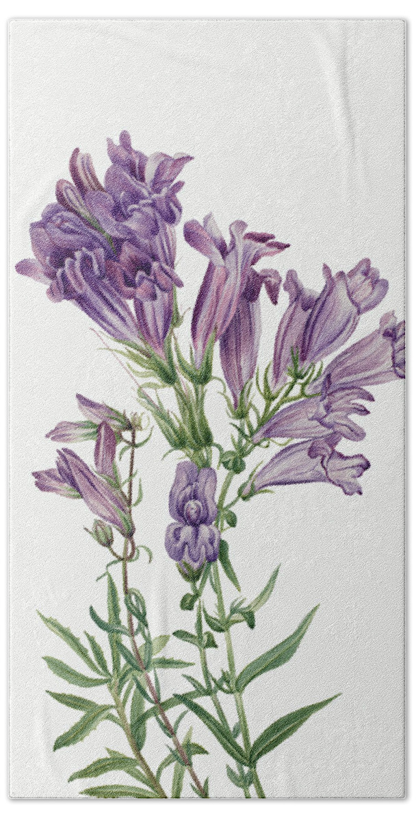 Purple Penstemon Beach Towel featuring the painting Purple Penstemon. By Mary Vaux Walcott by World Art Collective