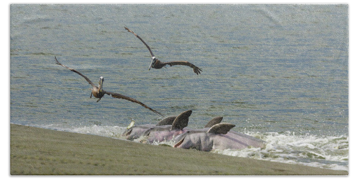 Dolphin Beach Towel featuring the photograph Race for the Fish by Patricia Schaefer