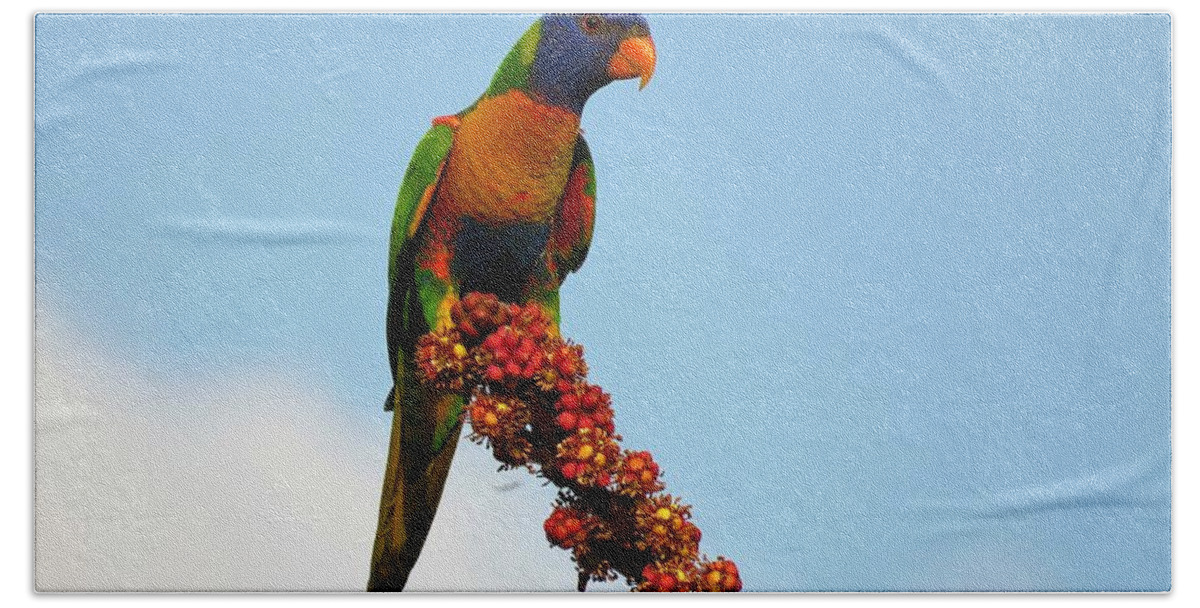 Australian Bird Beach Towel featuring the photograph Rainbow Lorikeet Umbrella Tree Flowers by Joan Stratton