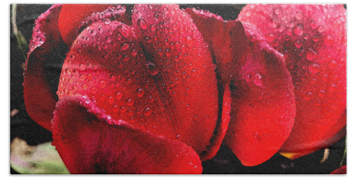 Tulips Beach Towel featuring the photograph Raindrops on Tulips by Jeanette French